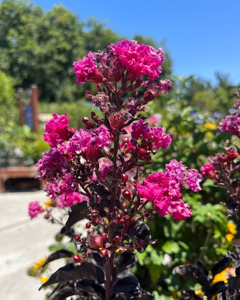 Crape Myrtle