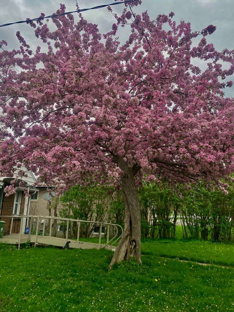 Crabapple Trees That Brighten the Yard