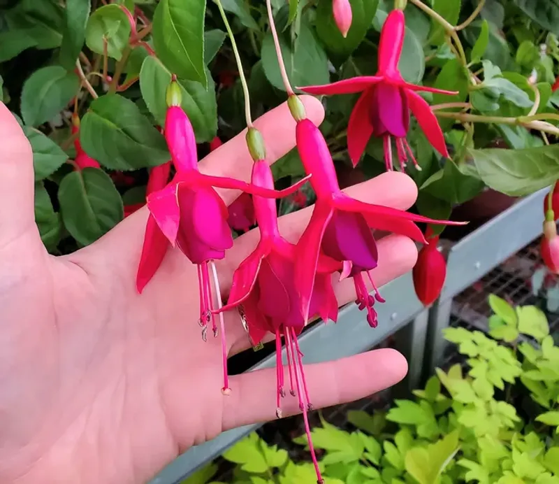Hardy Fuchsias