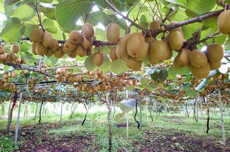 Grape Vines And Kiwi Vines