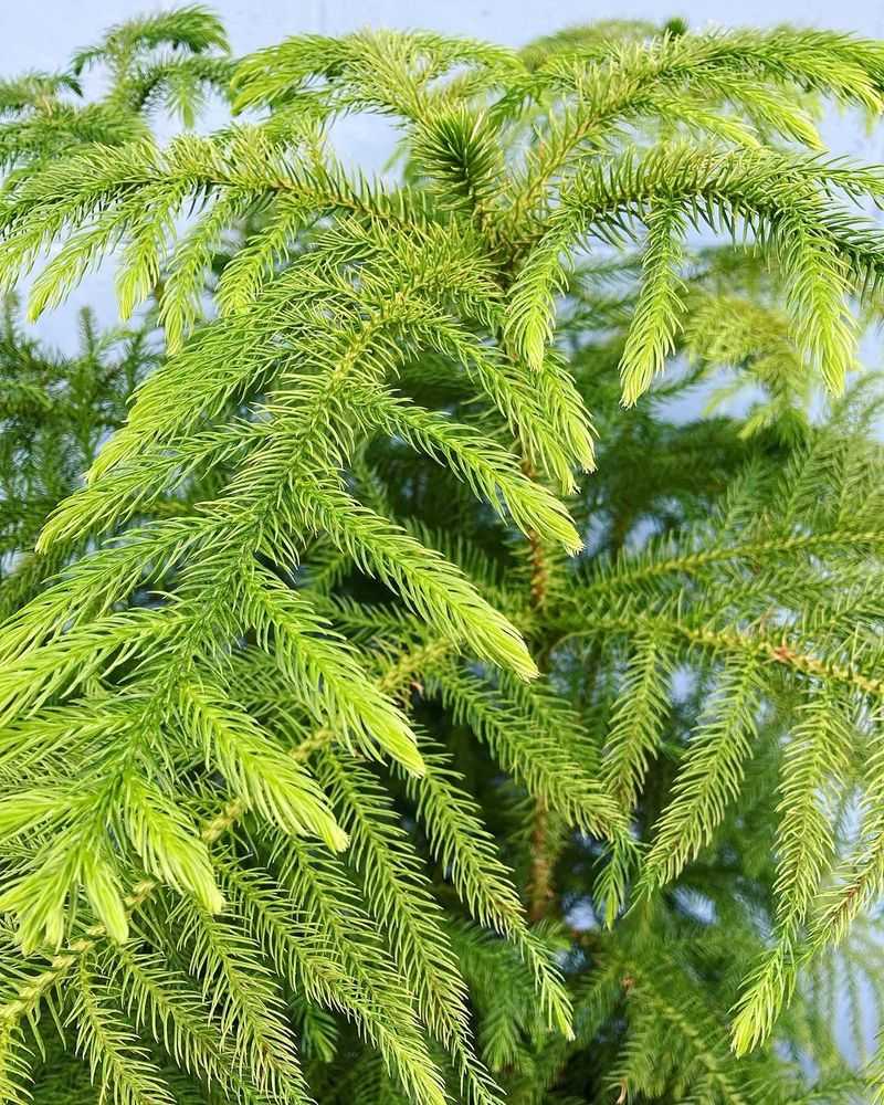 Norfolk Island Pine