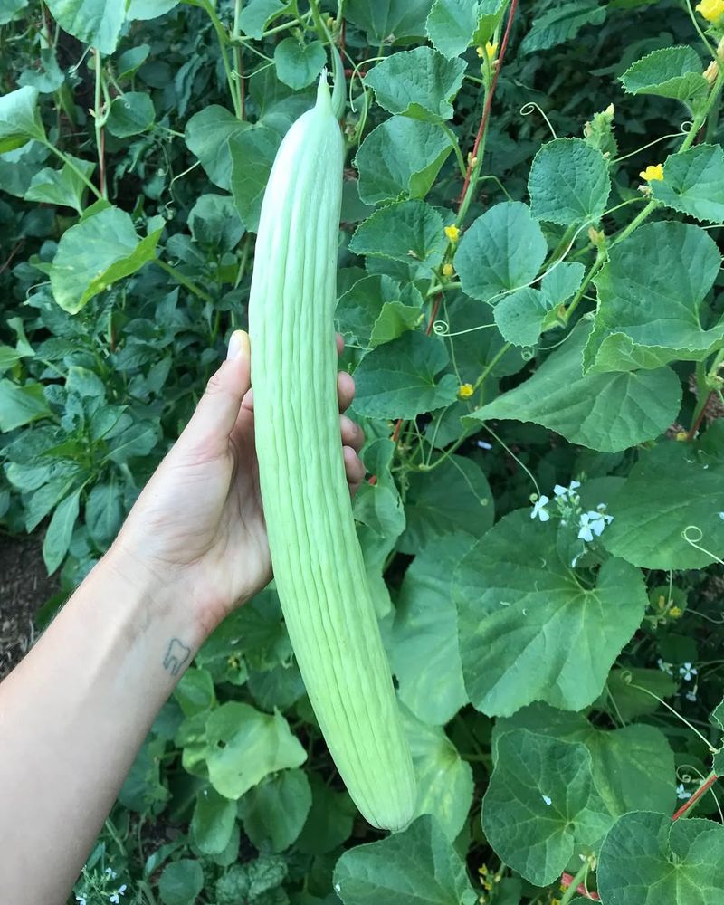Armenian Cucumbers