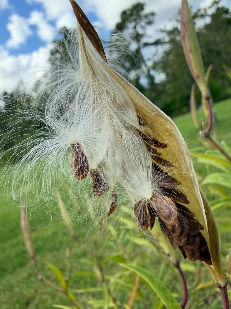 Swamp Milkweed (Asclepias incarnata)
