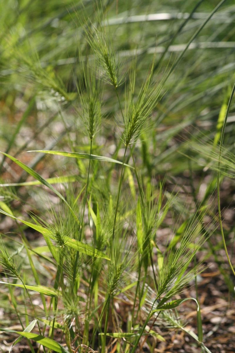 Medusahead (Taeniatherum caput-medusae)