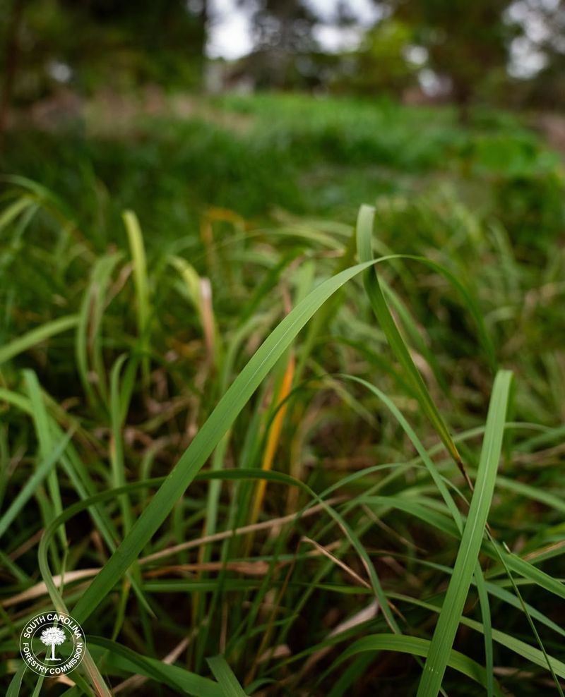 Cogongrass