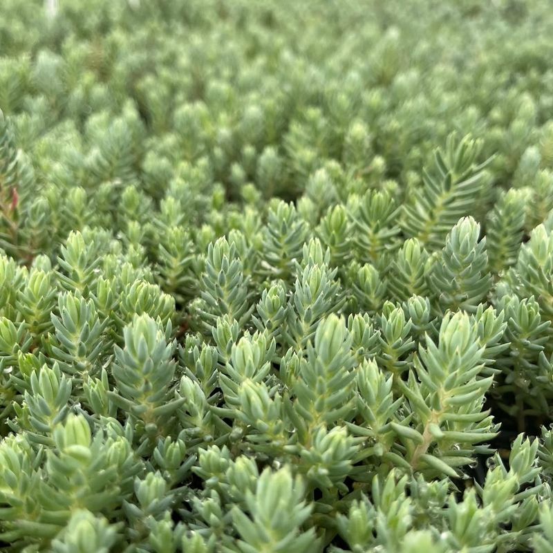 Sedum reflexum (Blue Spruce Stonecrop)