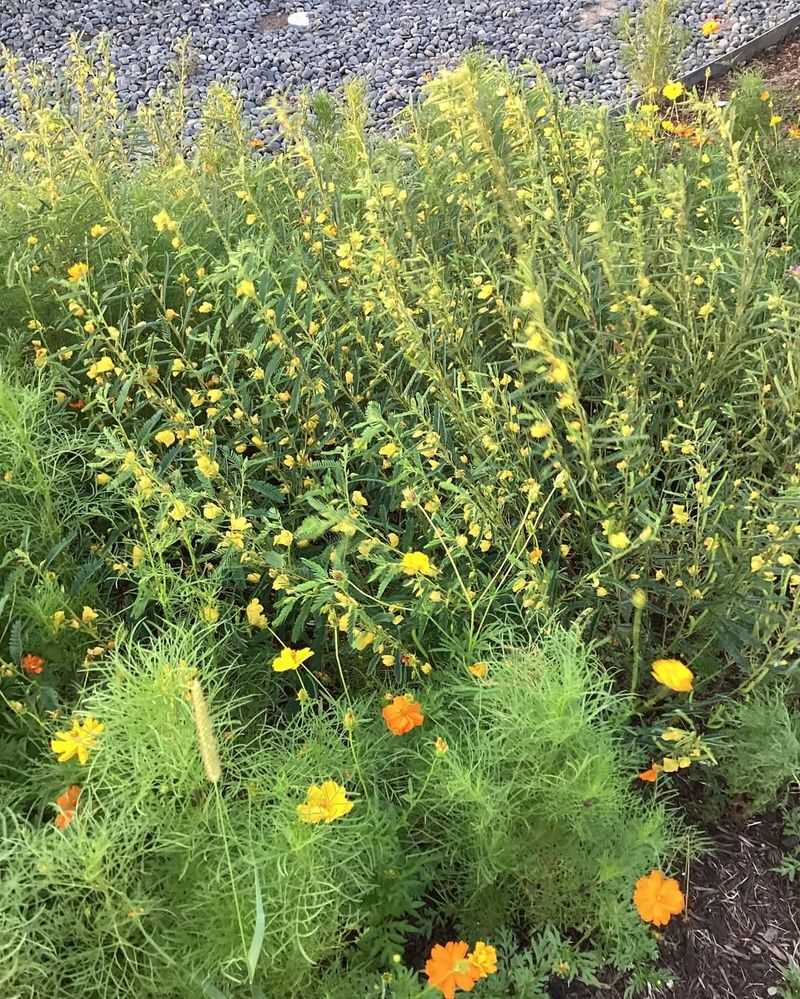 Native Plant Landscaping