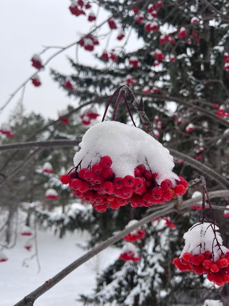 Mountain Ash