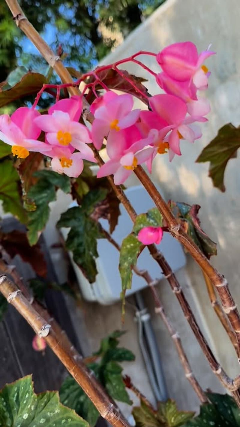 Begonias