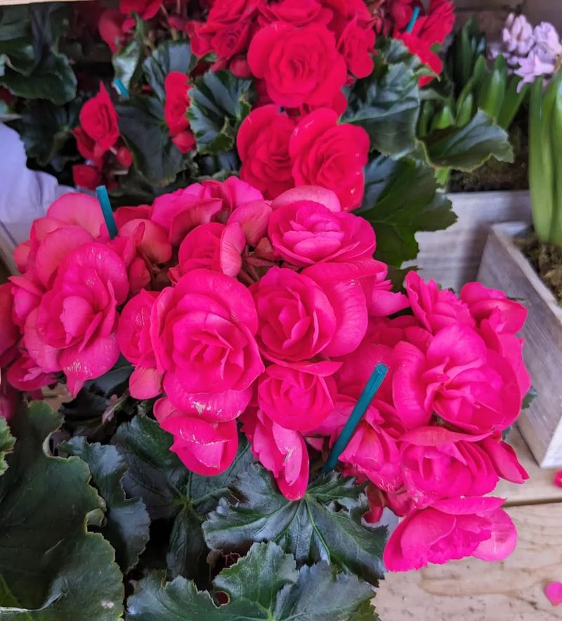 Begonia