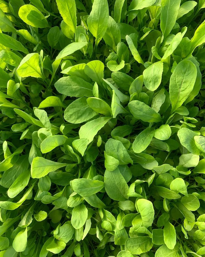 Arugula