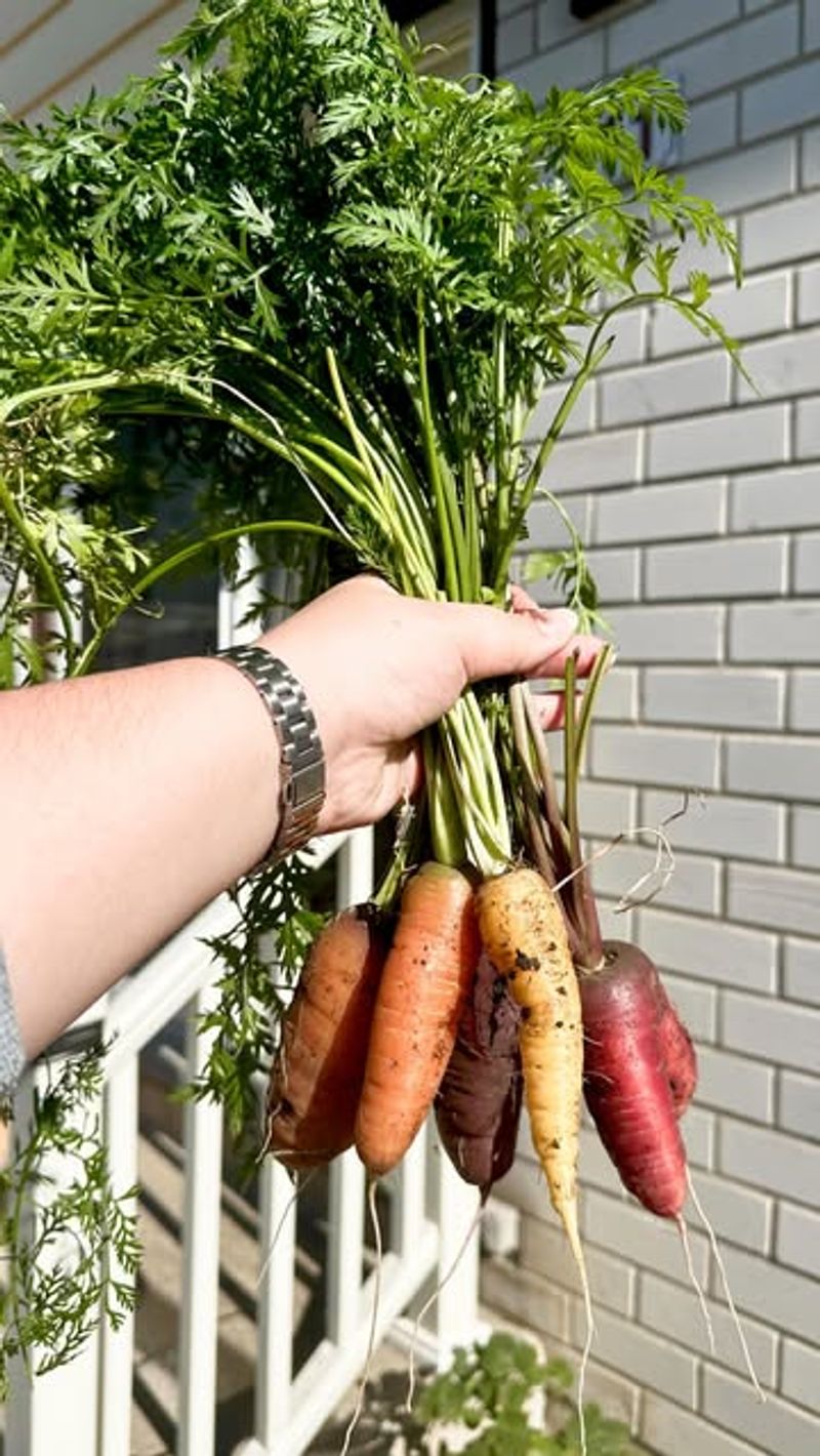 Carrots
