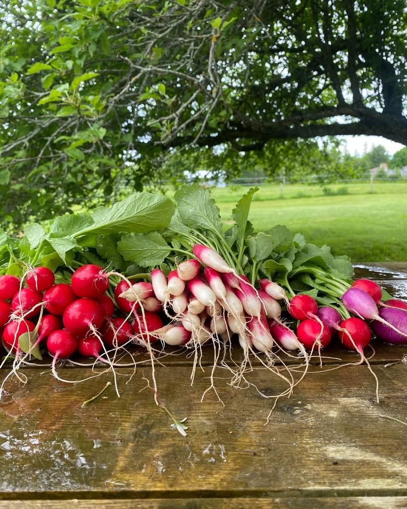 Radishes: The Speedy Satisfiers