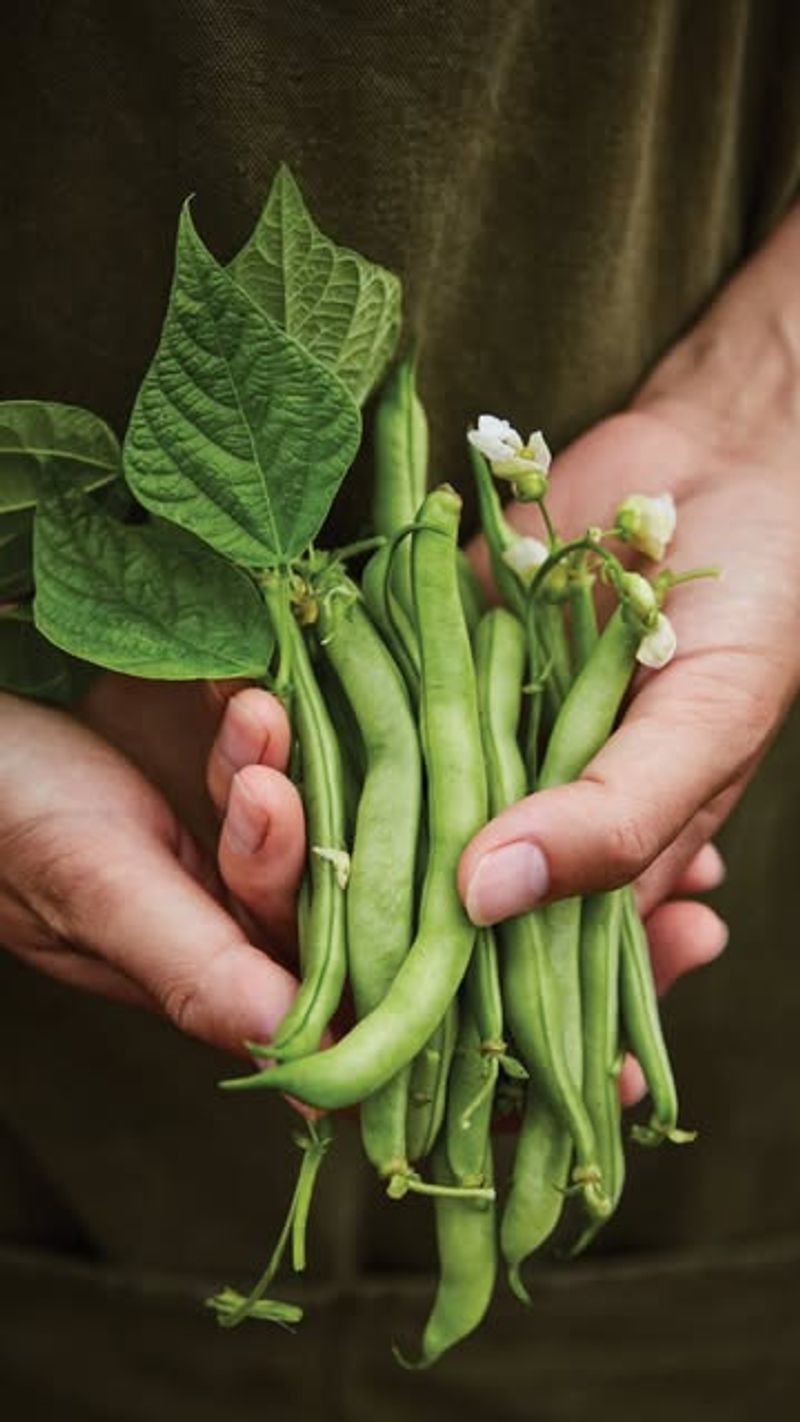 Green Beans - Vertical Climbers