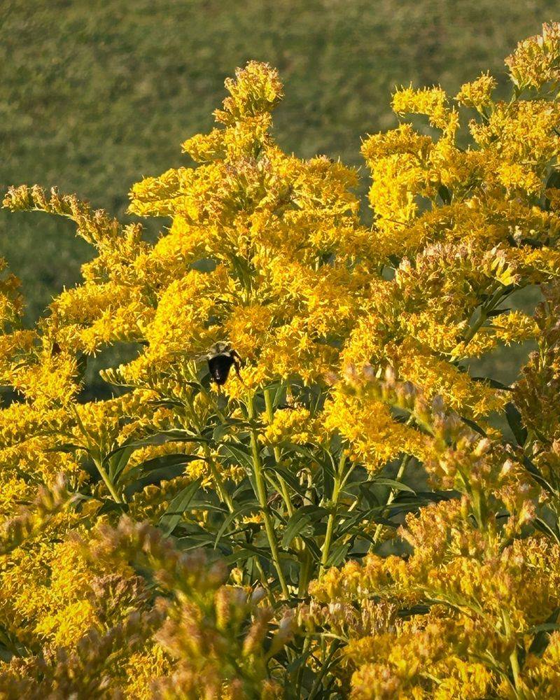 Bees Flock to Nectar-Rich Flowers In October