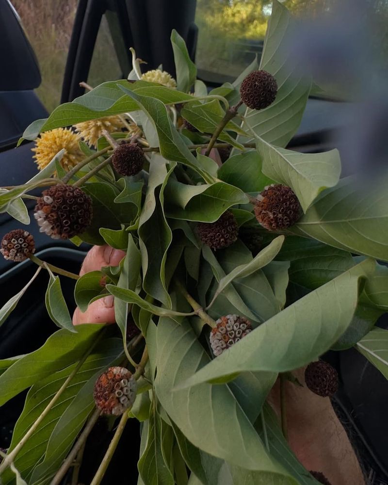 The Forbidden Fig (Kratom)