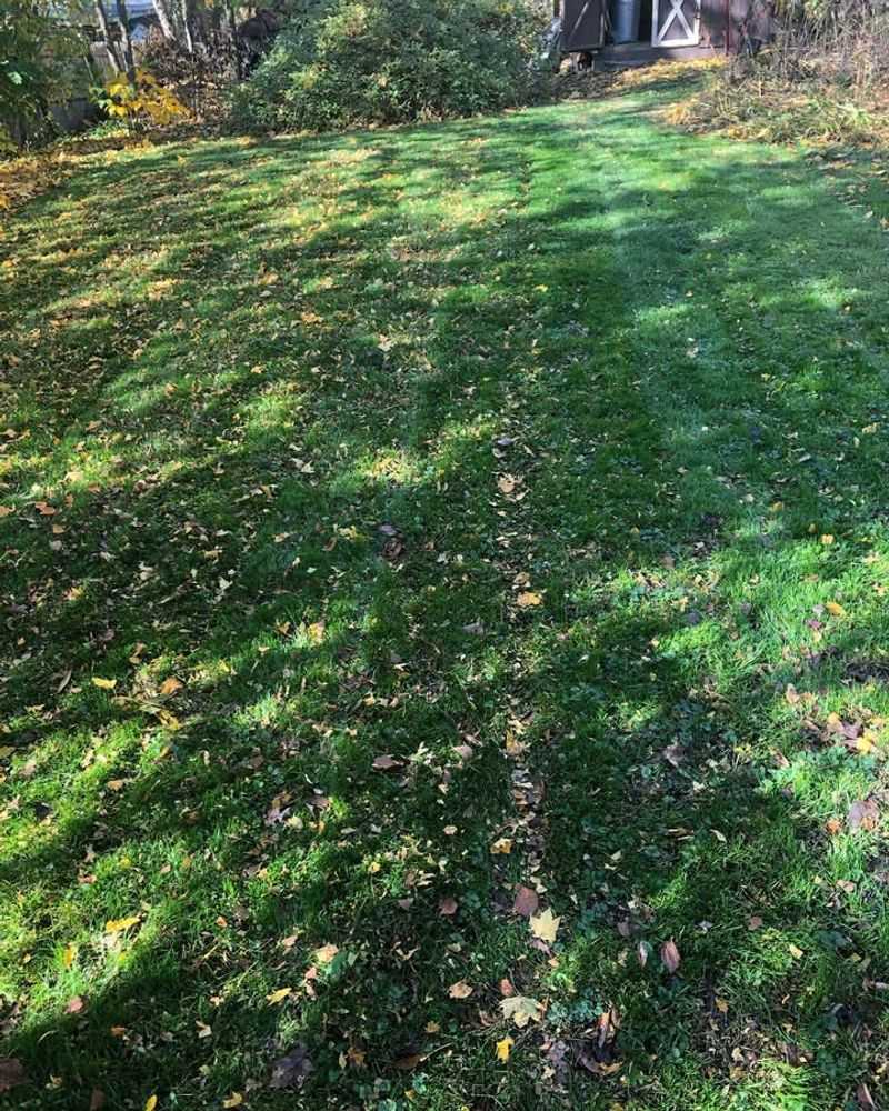Mulch Those Fallen Leaves While You Mow