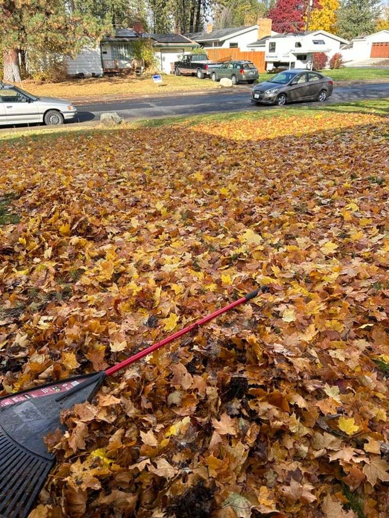 Remove Fallen Leaves Before Each Mow