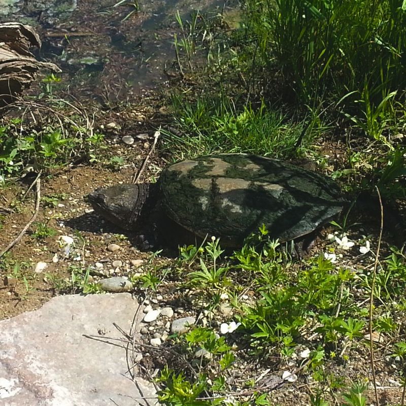 Avoid Relocating The Turtle Unless Necessary