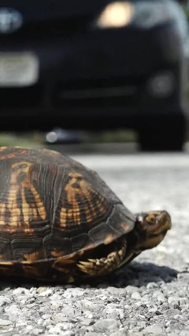 Provide Safe Passage Across Roads