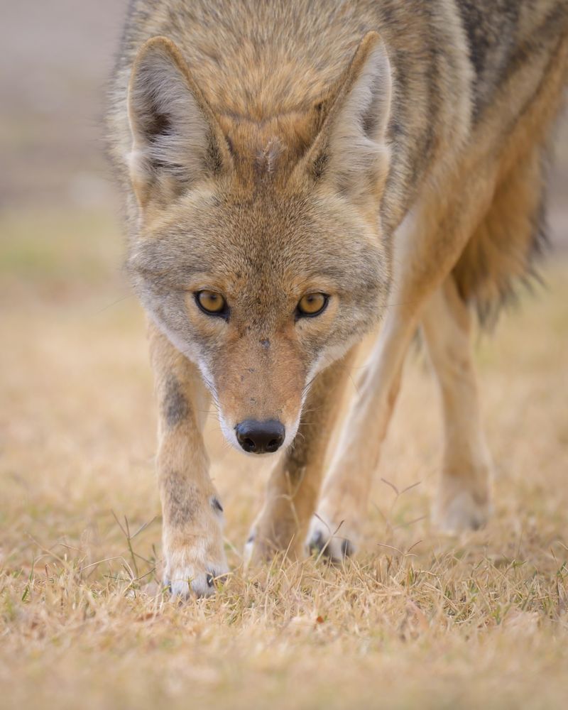 Back Away Slowly While Facing The Coyote