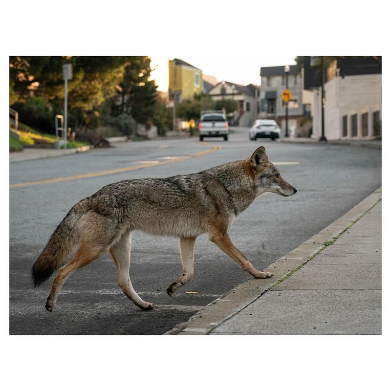 Contact Wildlife Services