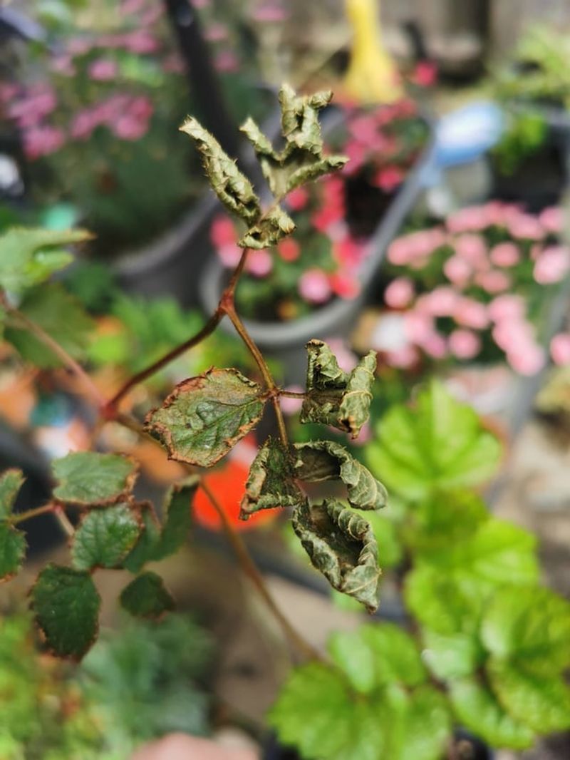Leave The Foliage Standing Through Winter