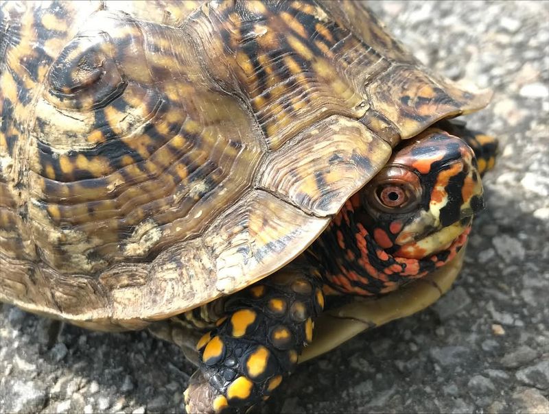 Identify The Species Before Taking Action