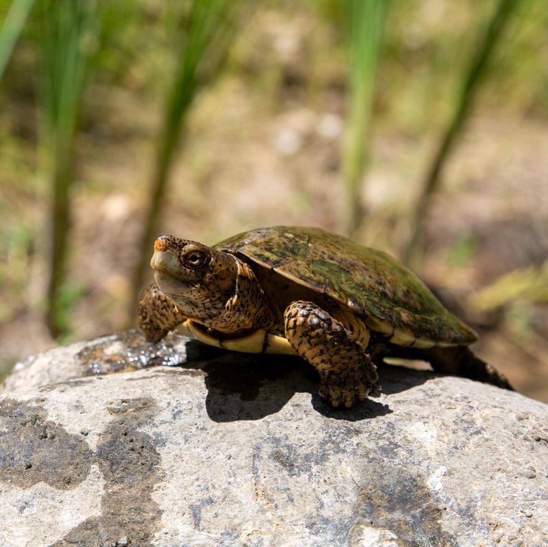 Identify Whether It's A Native Species