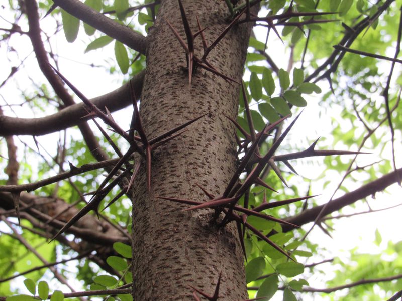 Honey Locust