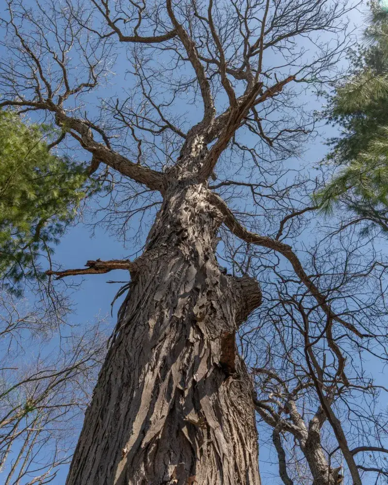 Shagbark Hickory