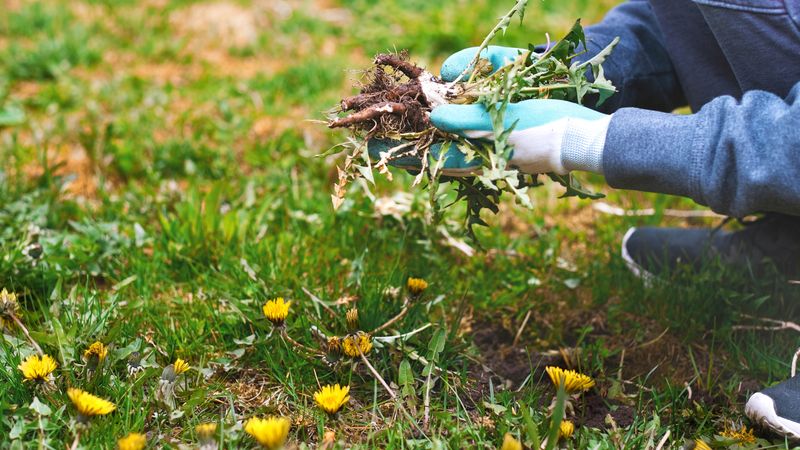 Untreated Winter Weeds Steal Nutrients From Your Grass
