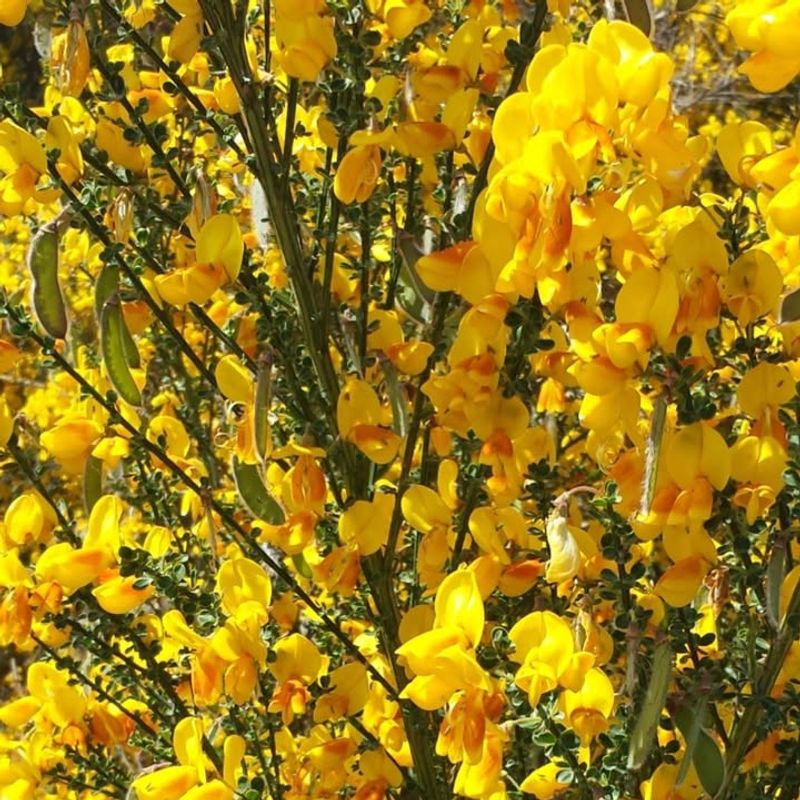Scotch Broom