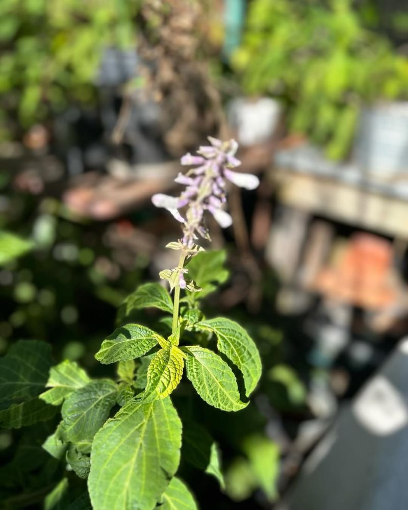 Salvia Divinorum