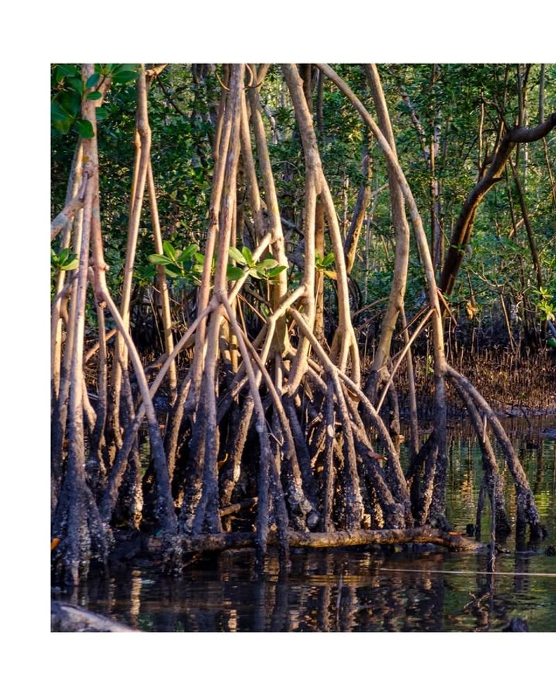 Mangrove Species