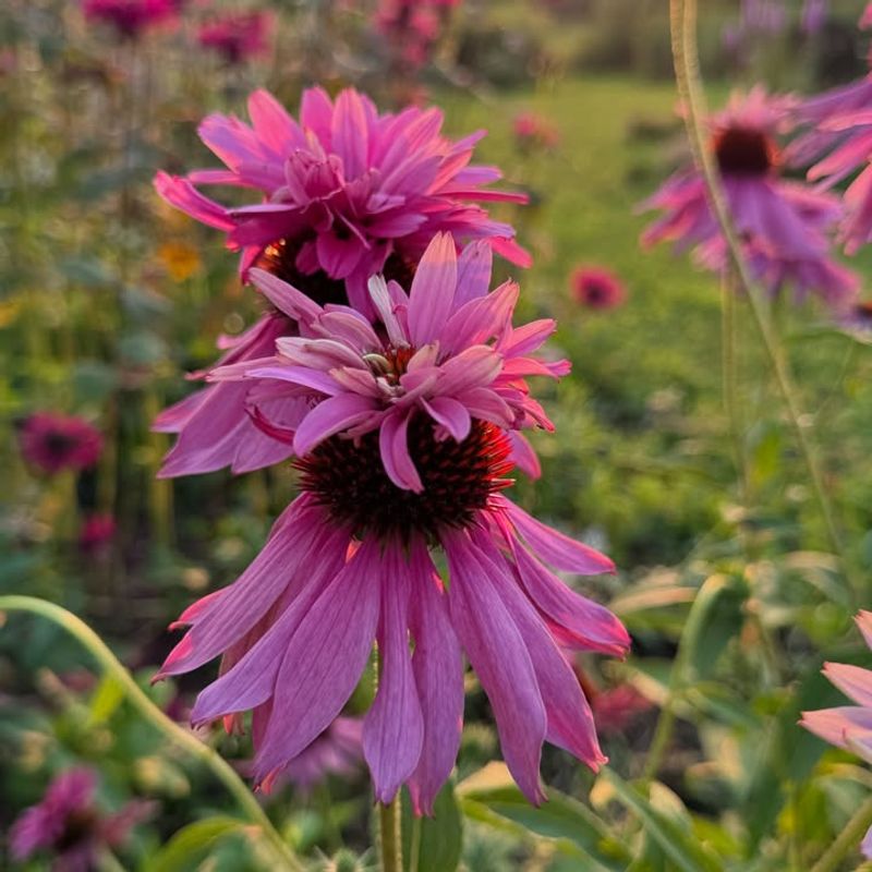 Double-Decker Coneflower