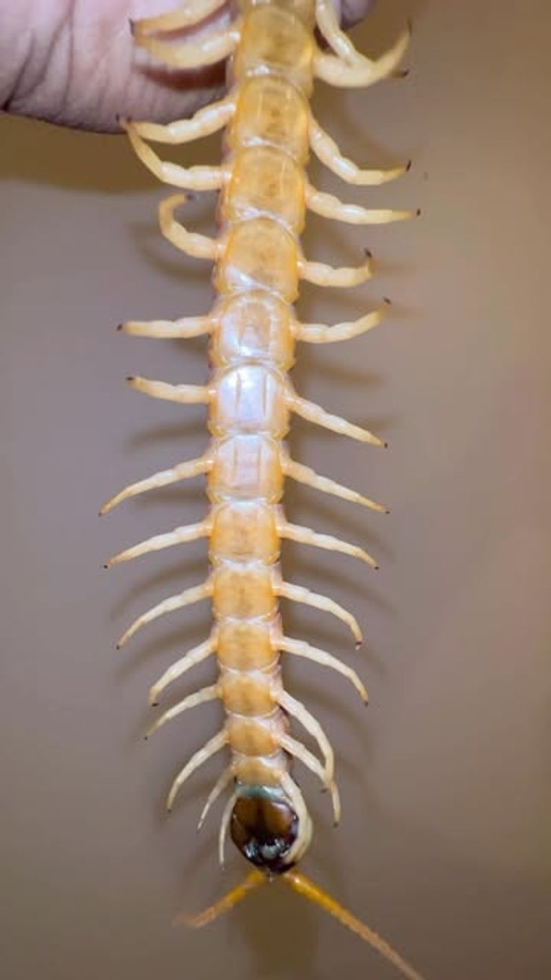 Desert Centipede