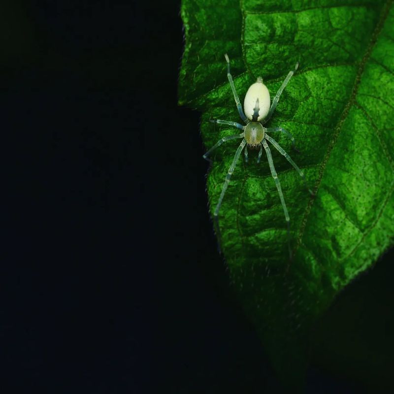 Yellow Sac Spider