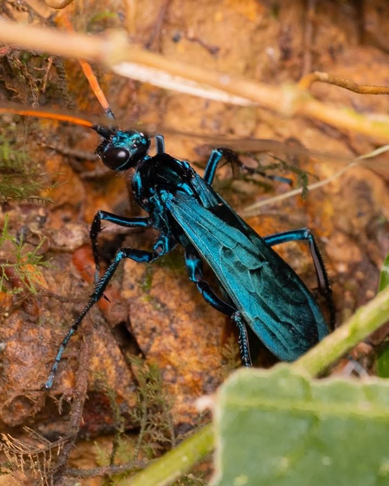 Tarantula Hawks