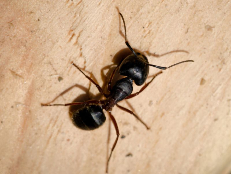 Carpenter Ants