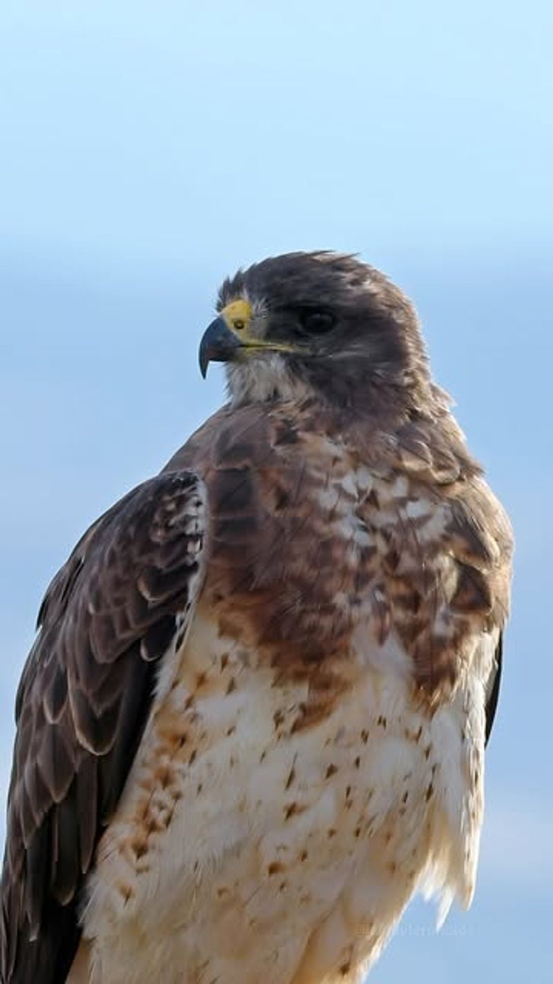 Swainson's Hawks