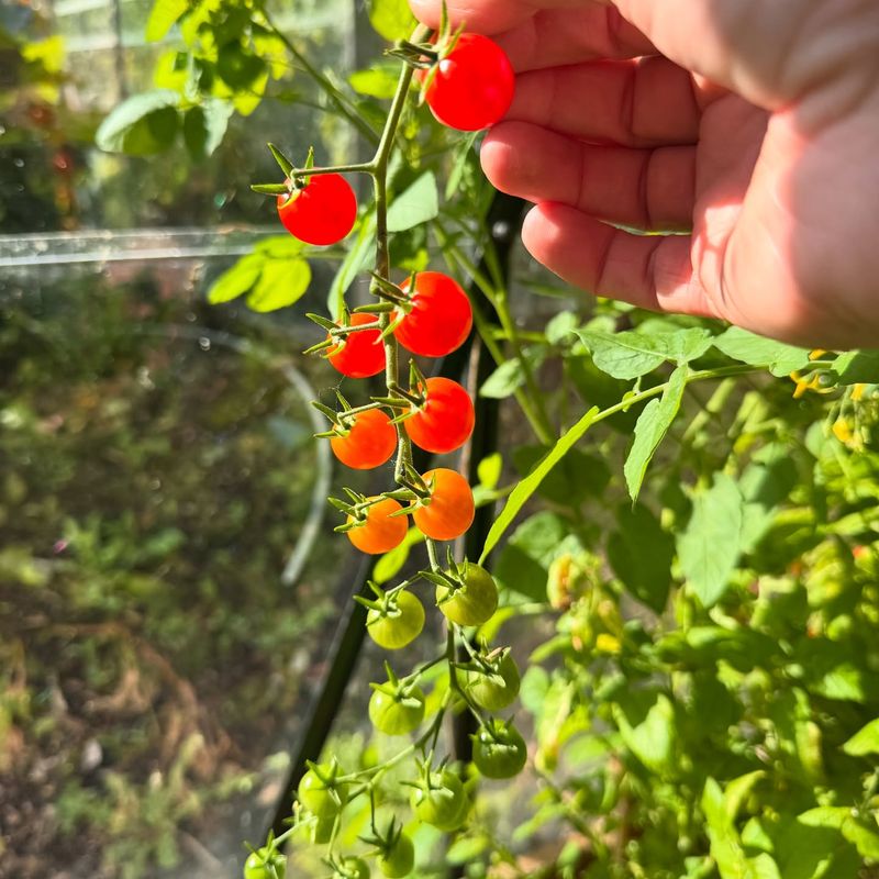 Stop Planting Tomatoes By Mid-July