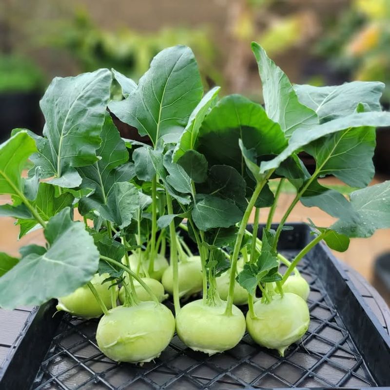 Fast Growing Means Quick Harvest