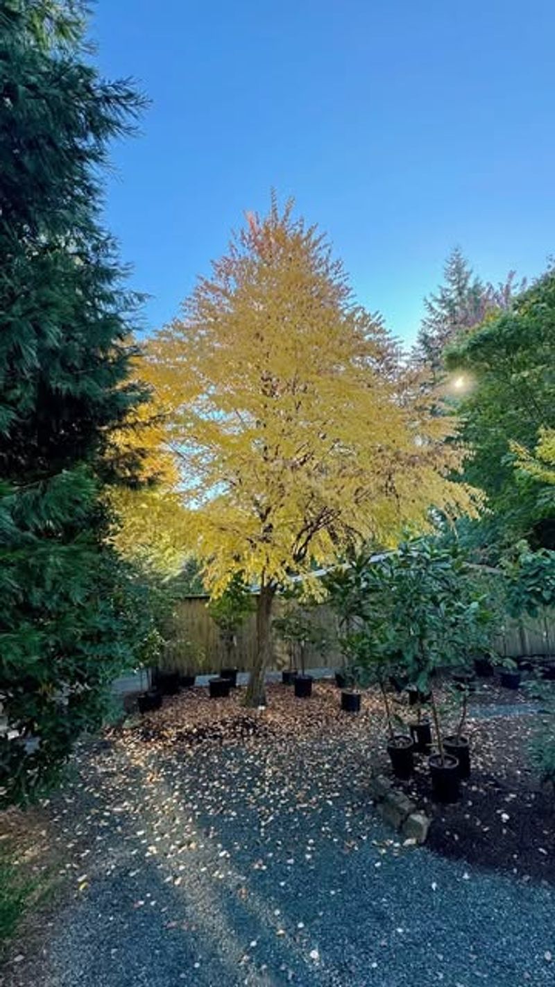 Katsura Tree