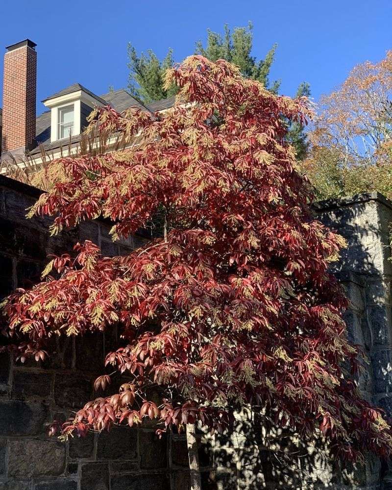 Sourwood