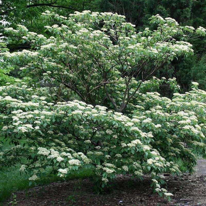 Pagoda Dogwood (Cornus alternifolia)
