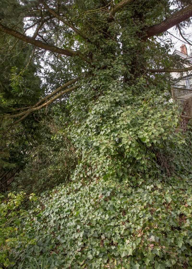 English Ivy Climbing Beyond Welcome