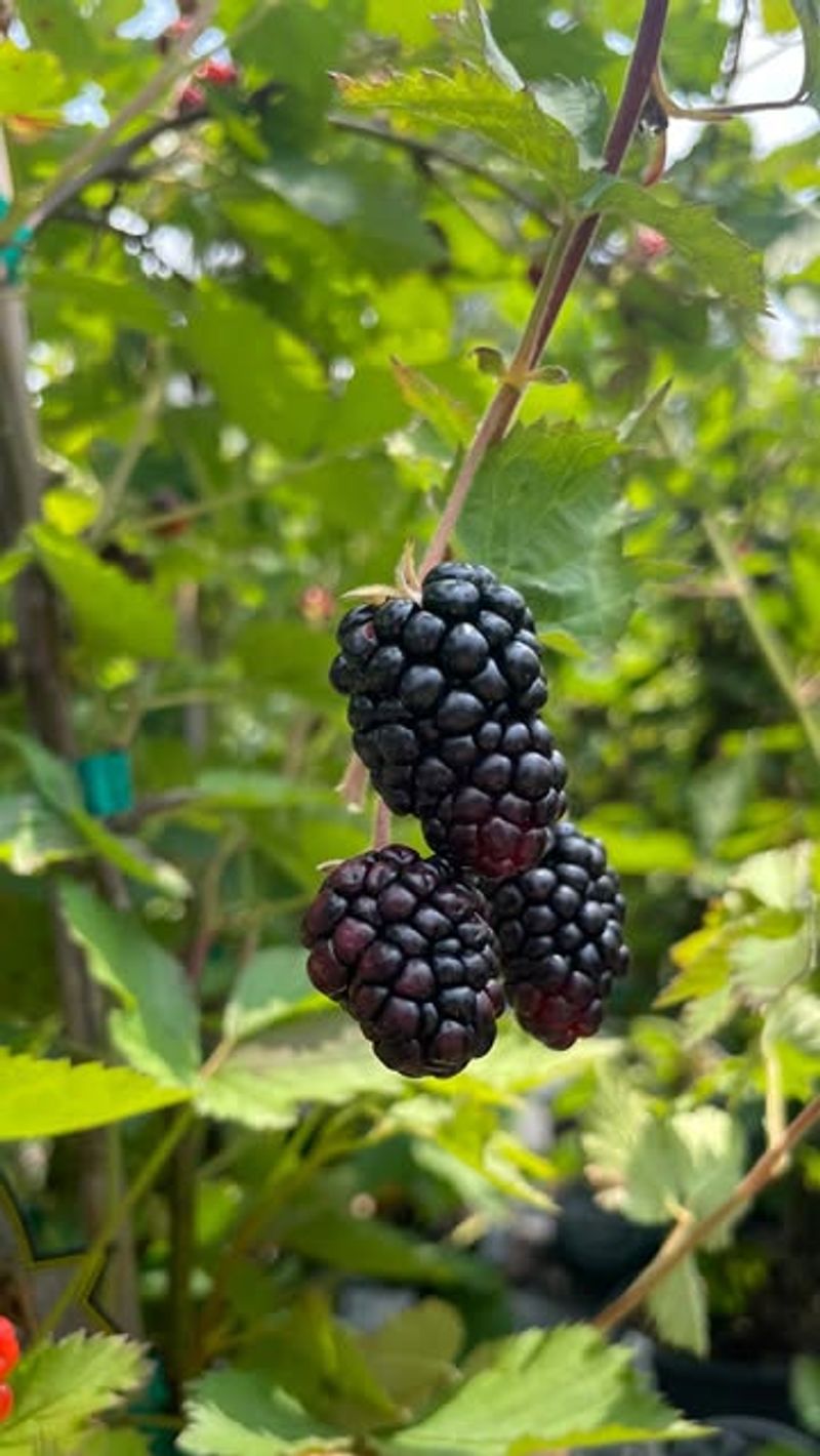 Blackberries