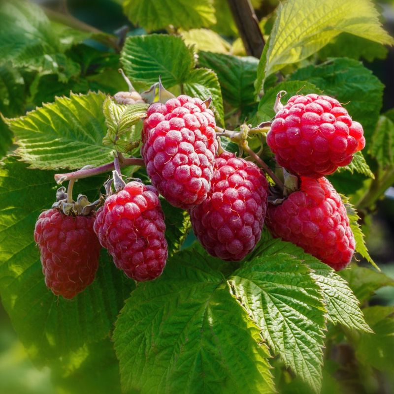 Raspberries: Compact Canes With Quick Rewards