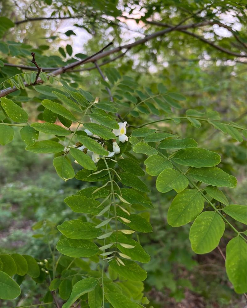 Black Locust